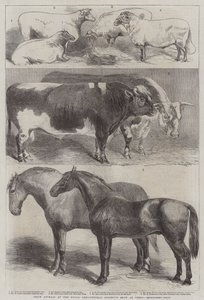 Prisdyr på Royal Agricultural Society